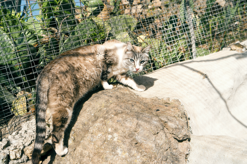 Atalya im Portrait  Refugium Apanot 