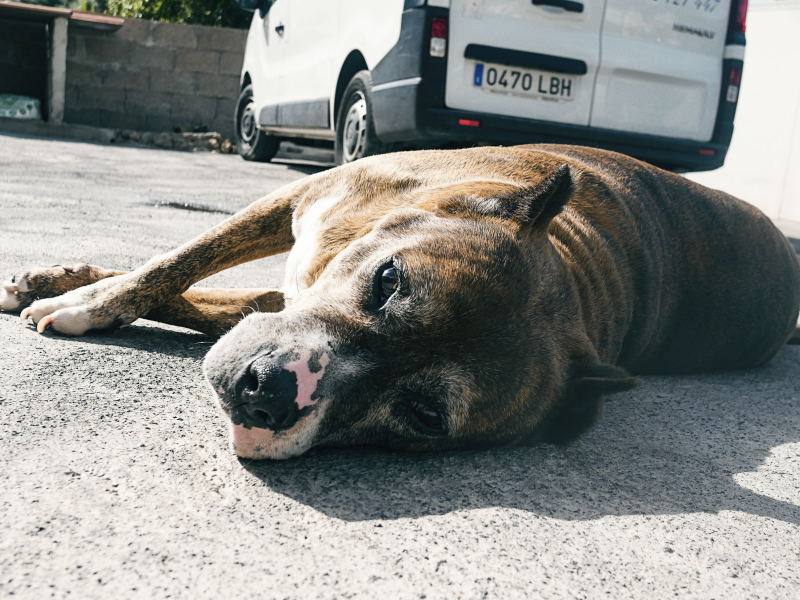 Ateneo im Portrait Refugium Apanot