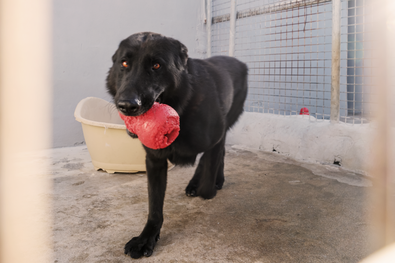 Azor im Portrait Refugium Apanot