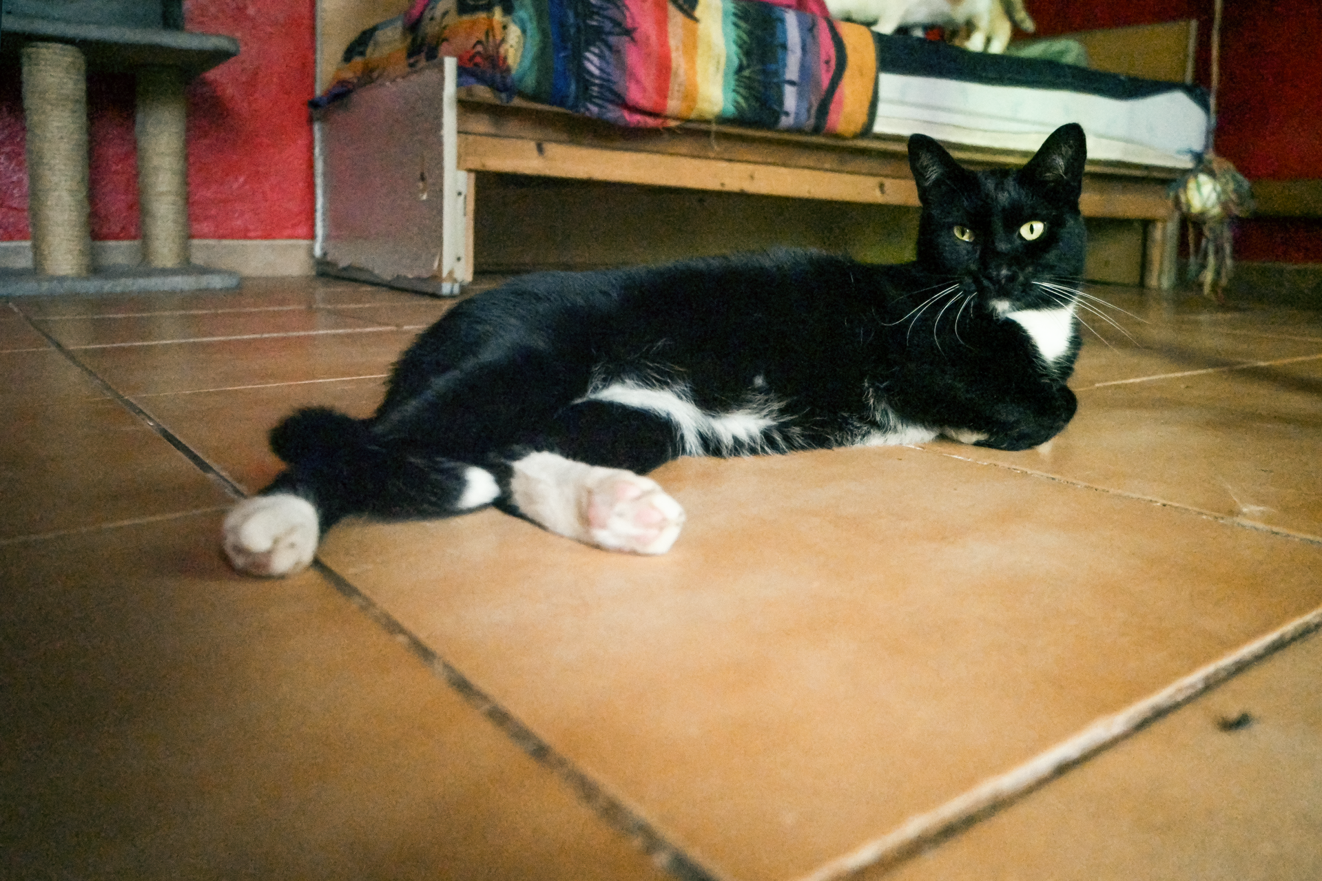 FLEJE IM PORTRAIT Refugium Apanot 