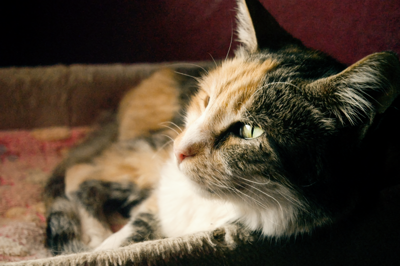 WERDE PATE von Frutti