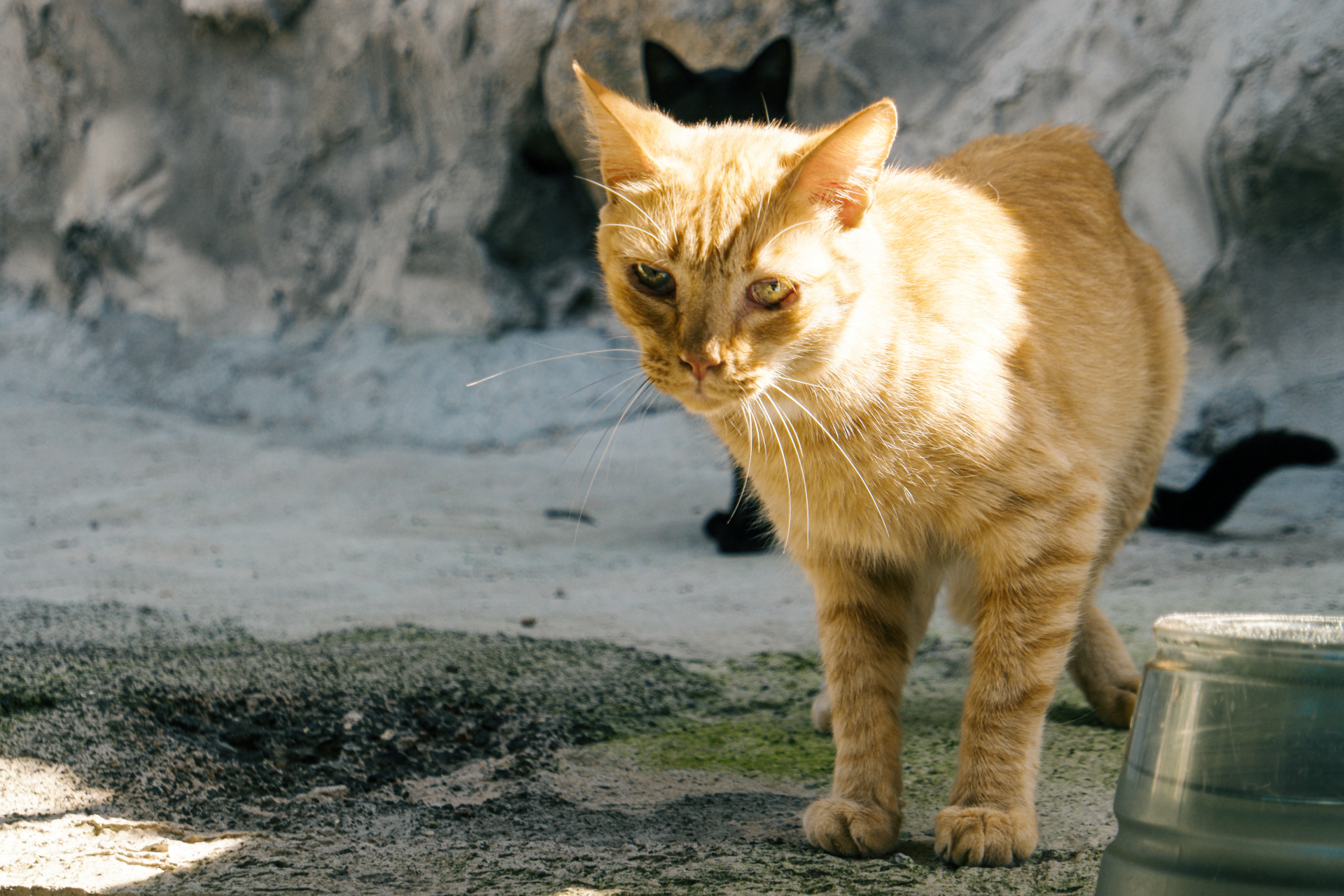 Kalipso im Portrait Refugium Apanot 