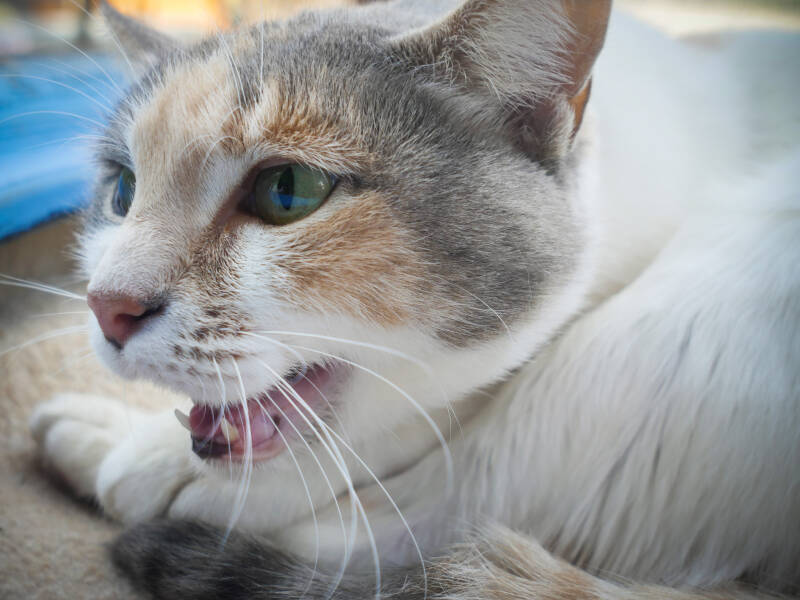 LARENA IM PORTRAIT Refugium Apanot 