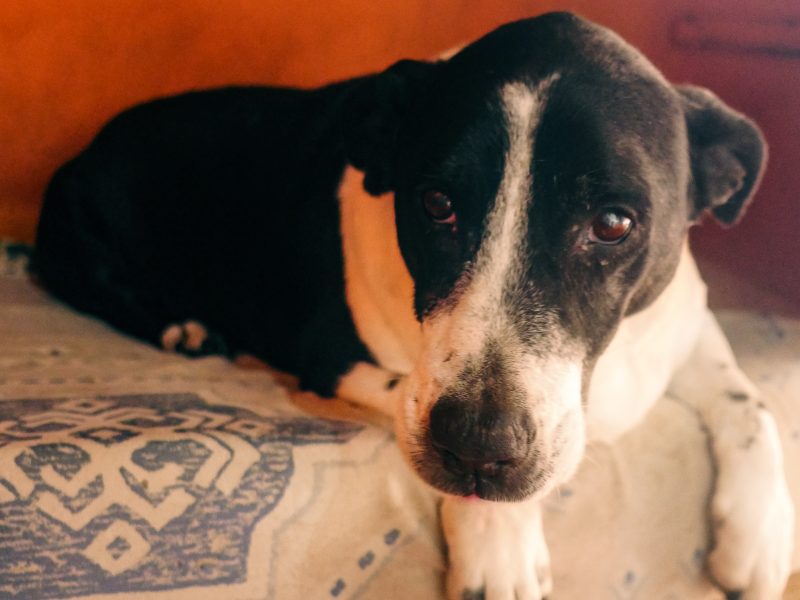 Mindo im Portrait Refugium Apanot