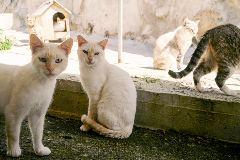 WERDE PATE von unseren Zwillingen