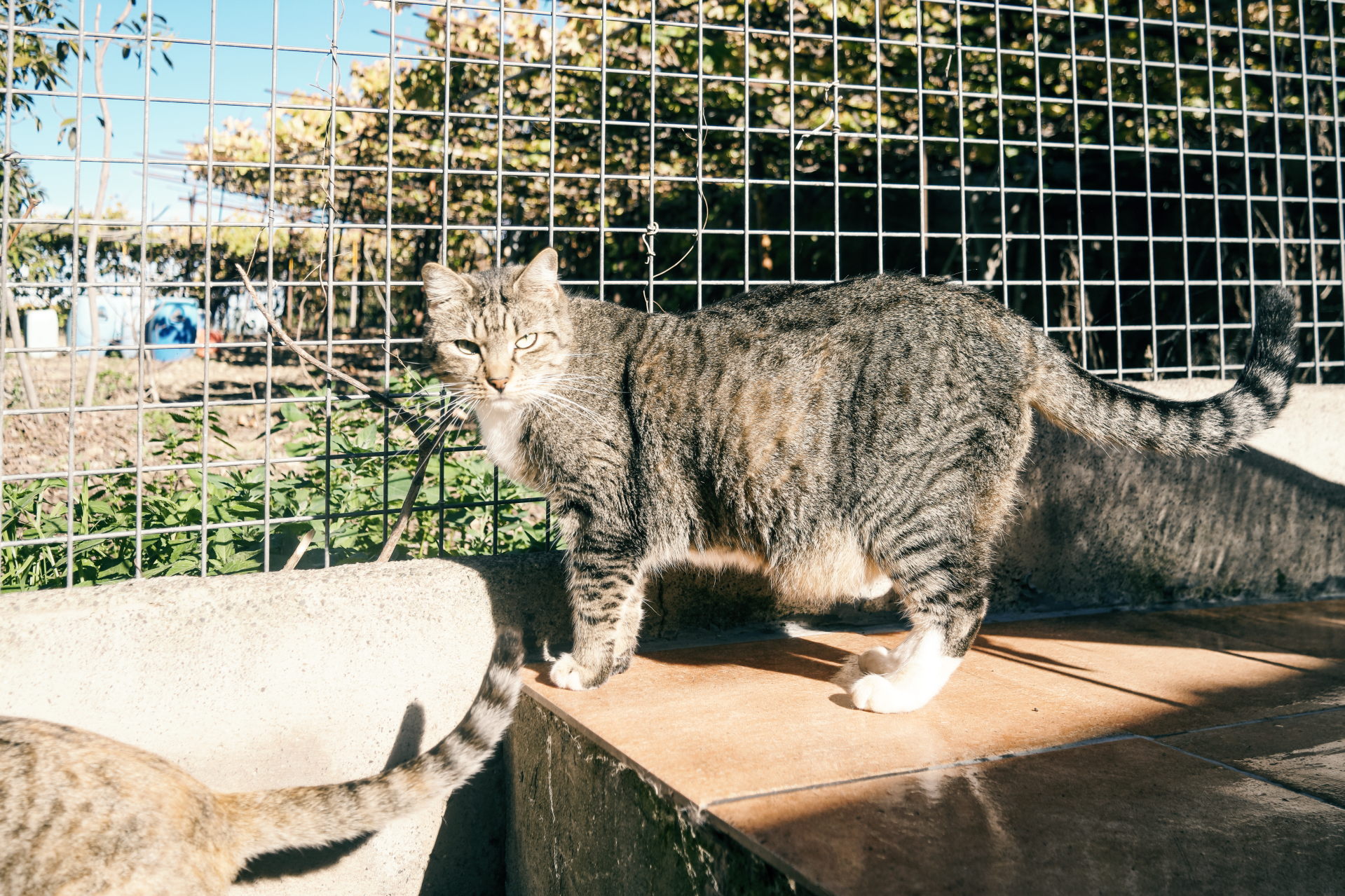 SCHNUXI IM PORTRAIT Refugium Apanot 