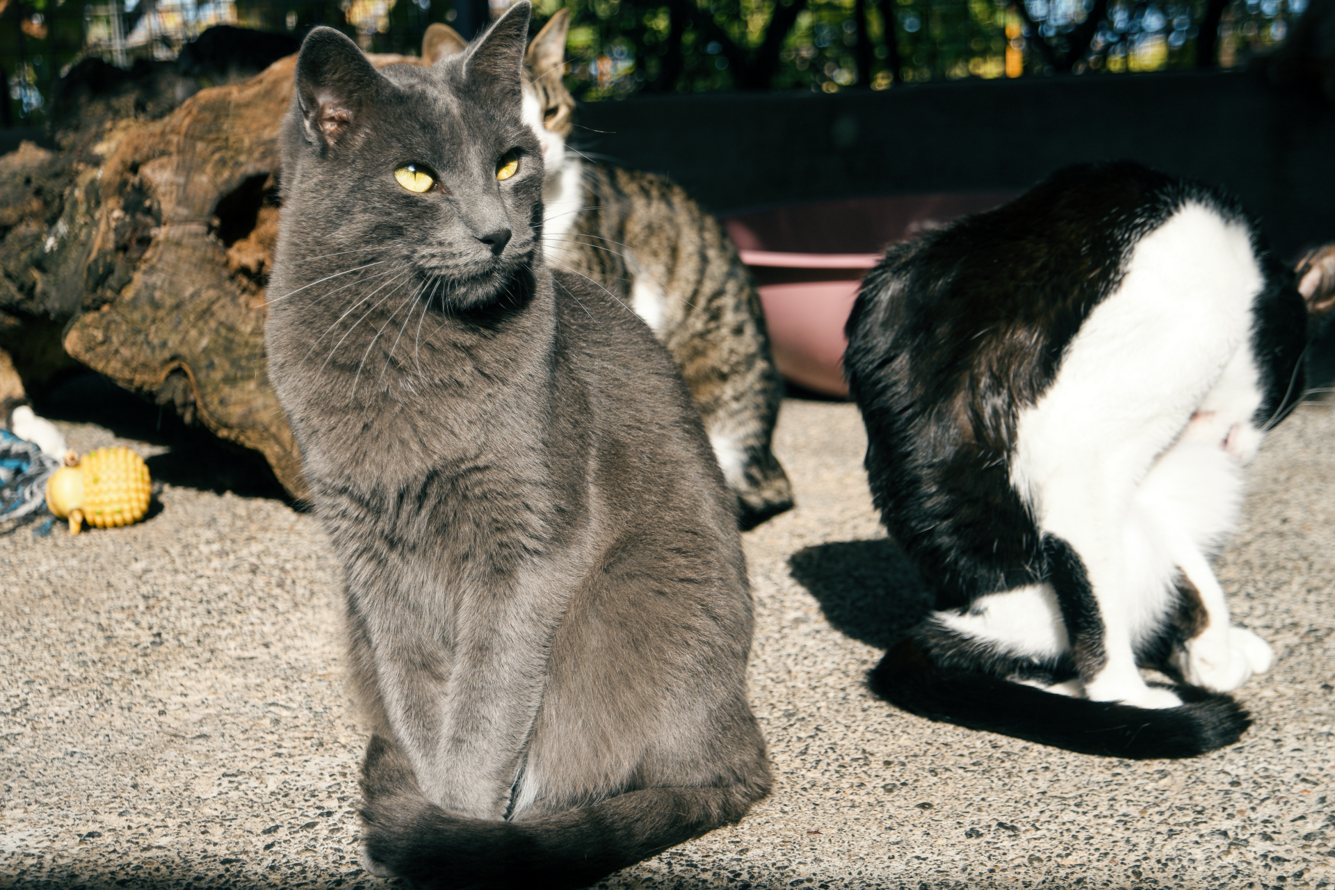 Tristan im Portrait  Refugium Apanot 