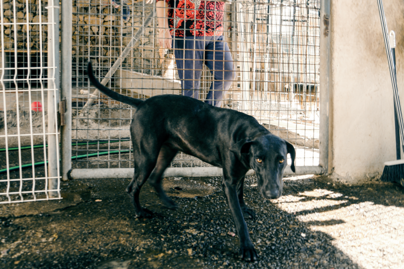 Vainilla im Portrait