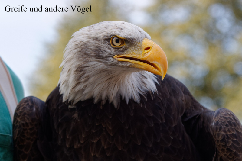 Greife und andere Vögel