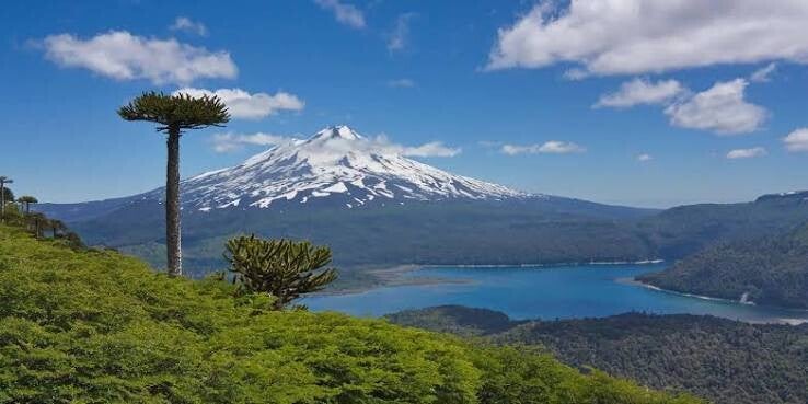 Araucaria Monkeypuzzle tree with volcano in the background in Conguillio National Park in Chile