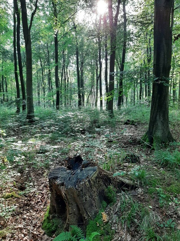 Forest Bathing Sundowner at Micheldever Wood Monday 15th June 2026