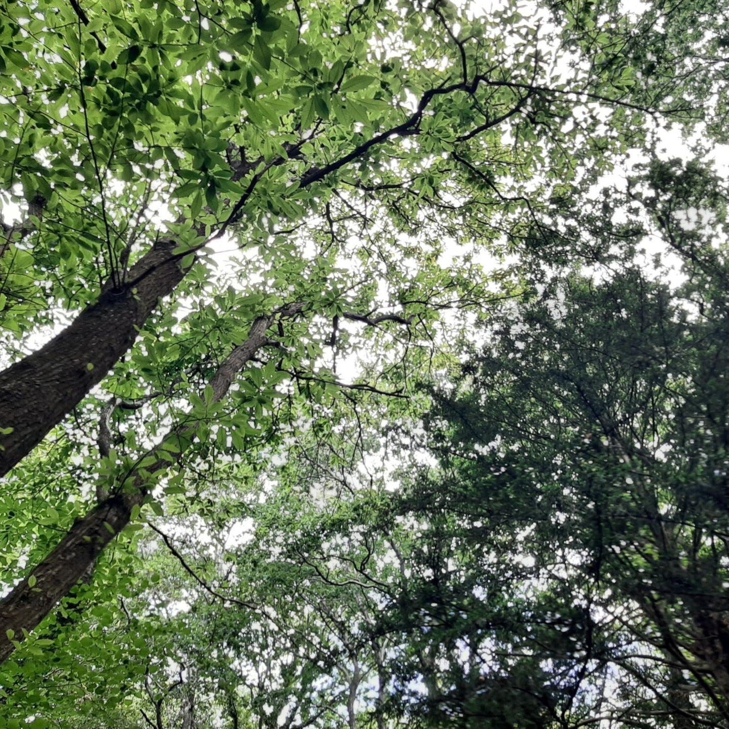 Kokoro Grove Turning Seasons Forest Bathing Series Spring / Summer 2026