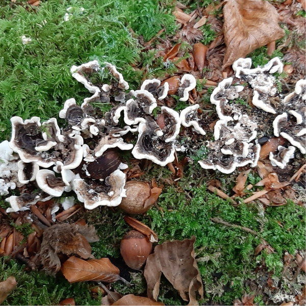 The Forest Effect Woodland Workshop Friday 16th October 2026