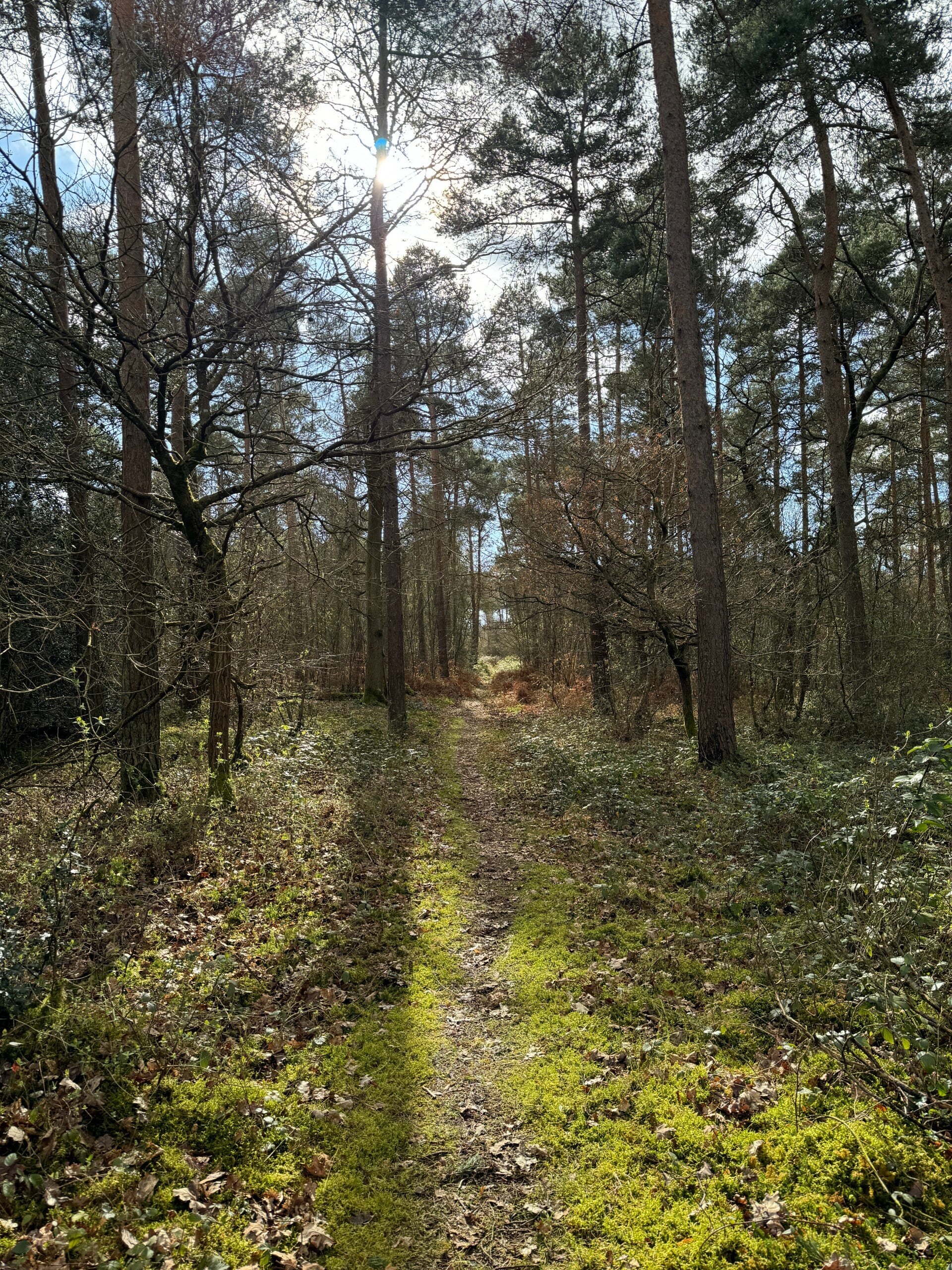 Forest Bathing at Basing Woods Saturday 25th July 2026