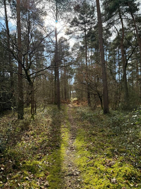 Forest Bathing at Basing Woods Saturday 25th July 2026