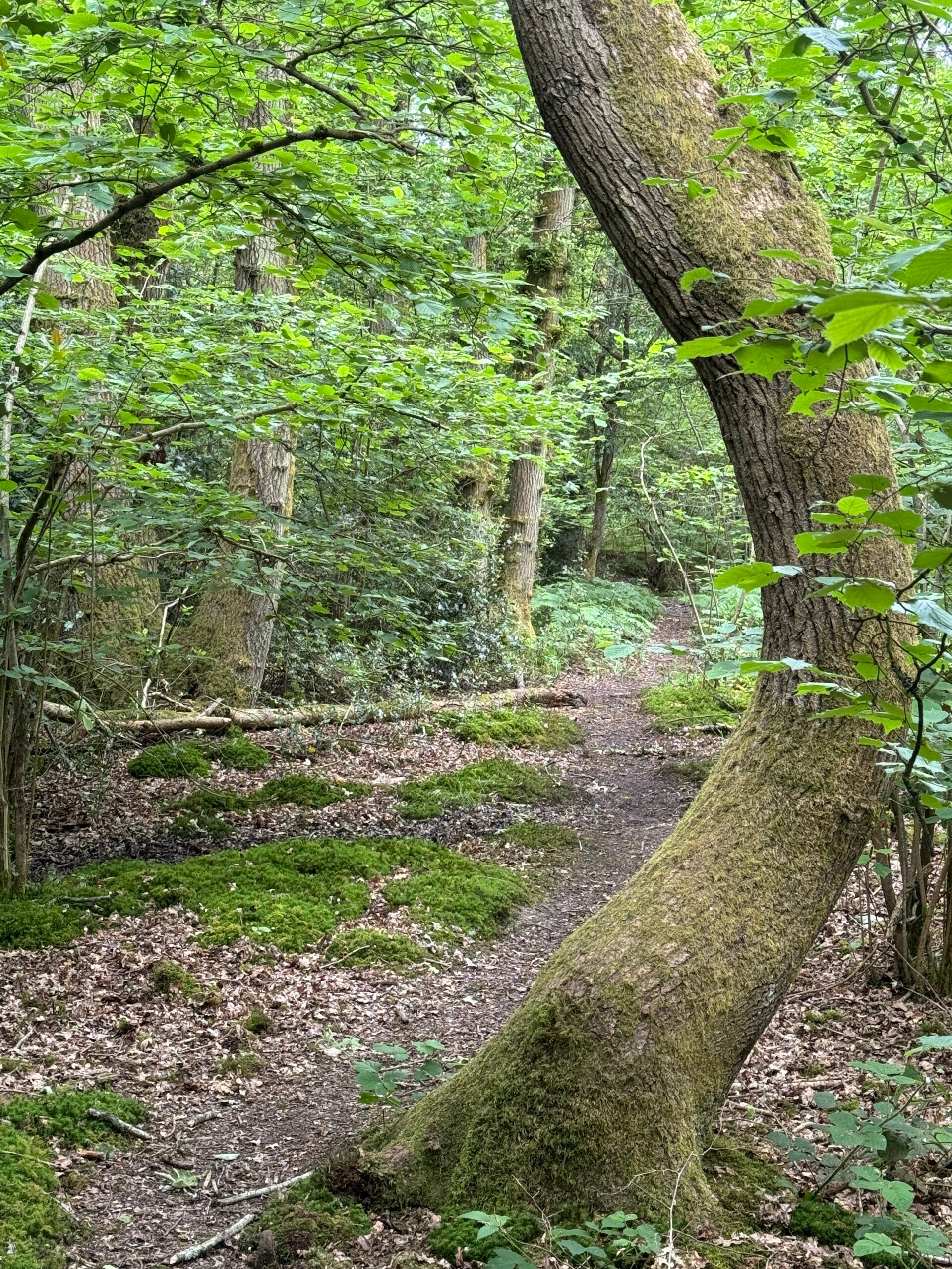 Forest Lens Practice at Basing Wood Saturday 9th May 2026