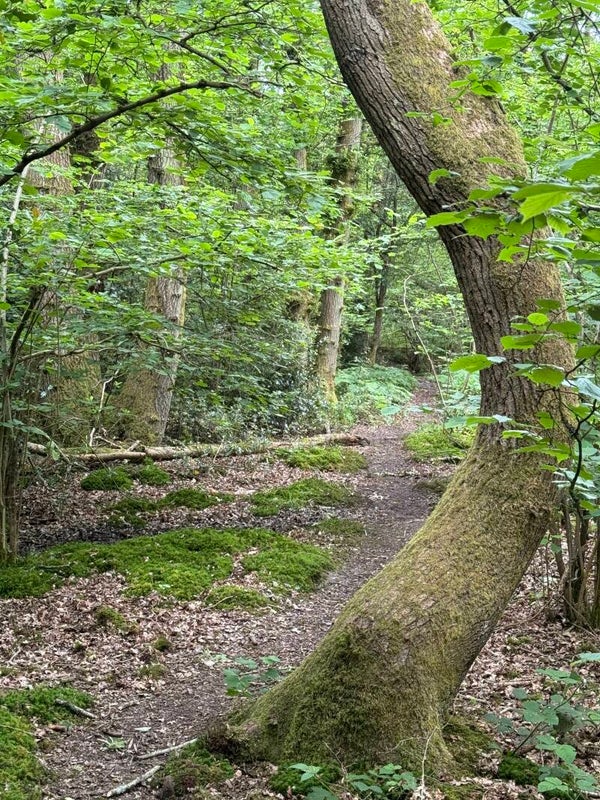 Forest Lens Practice at Basing Wood Saturday 9th May 2026