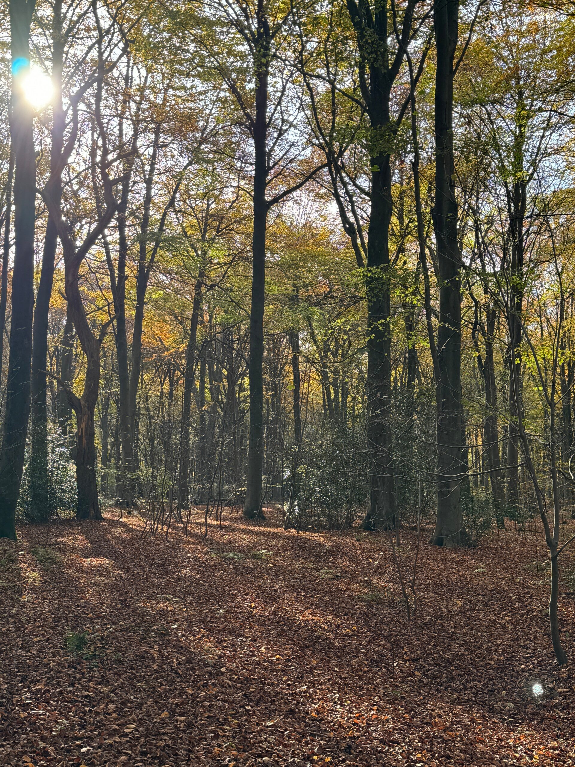 Forest Bathing at Micheldever Woods Tuesday 24th November 2026