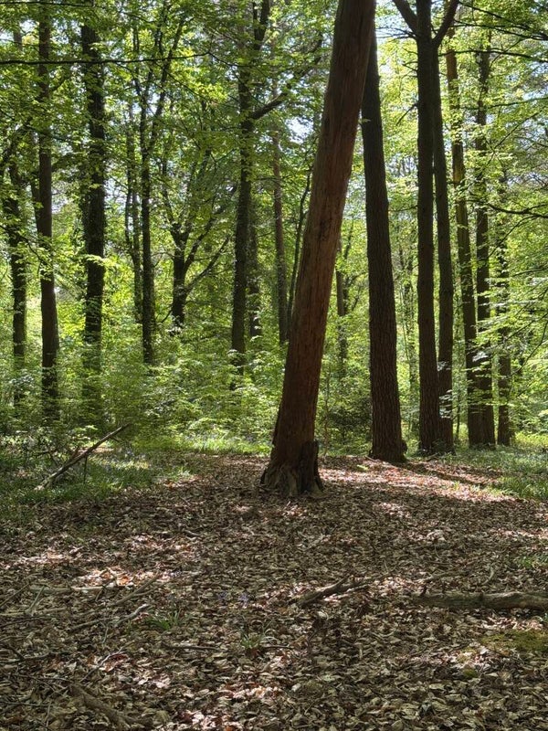 Forest Bathing at Micheldever Woods Monday 29th June 2026