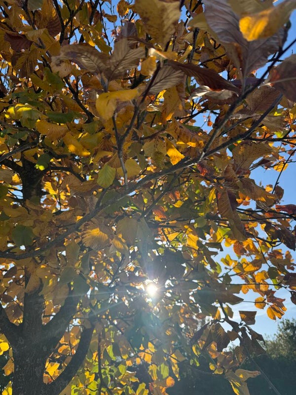 Lightwater Country Park Forest Bathing Monday 9th November 2026