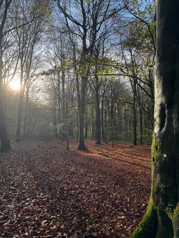 Mindful Photography at Micheldever Wood Wednesday 9th December 2026