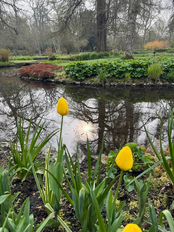 Forest Bathing at Longstock Park Water Garden Tues 26th May