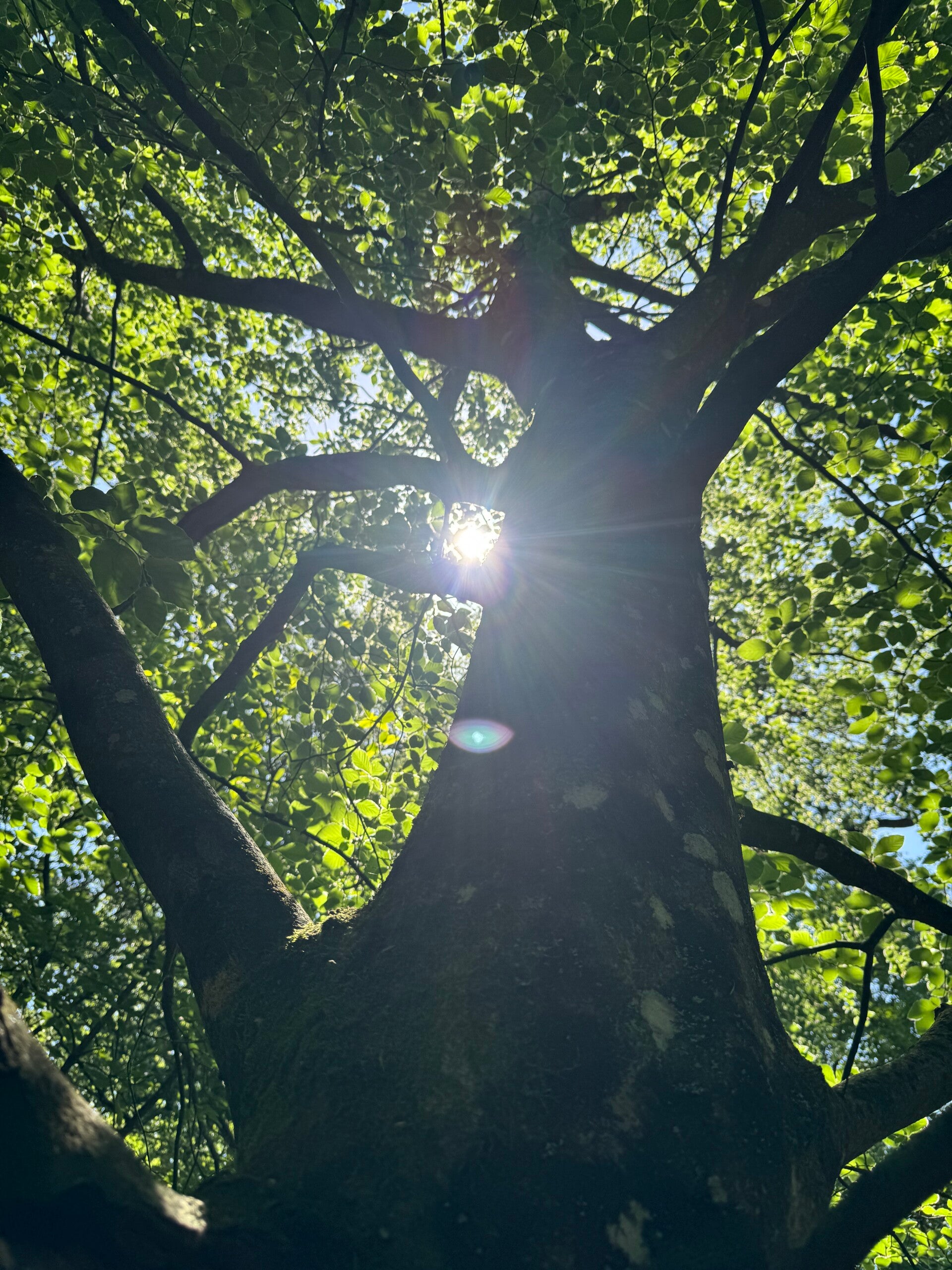 Forest Bathing at Micheldever Woods Monday 29th June 2026