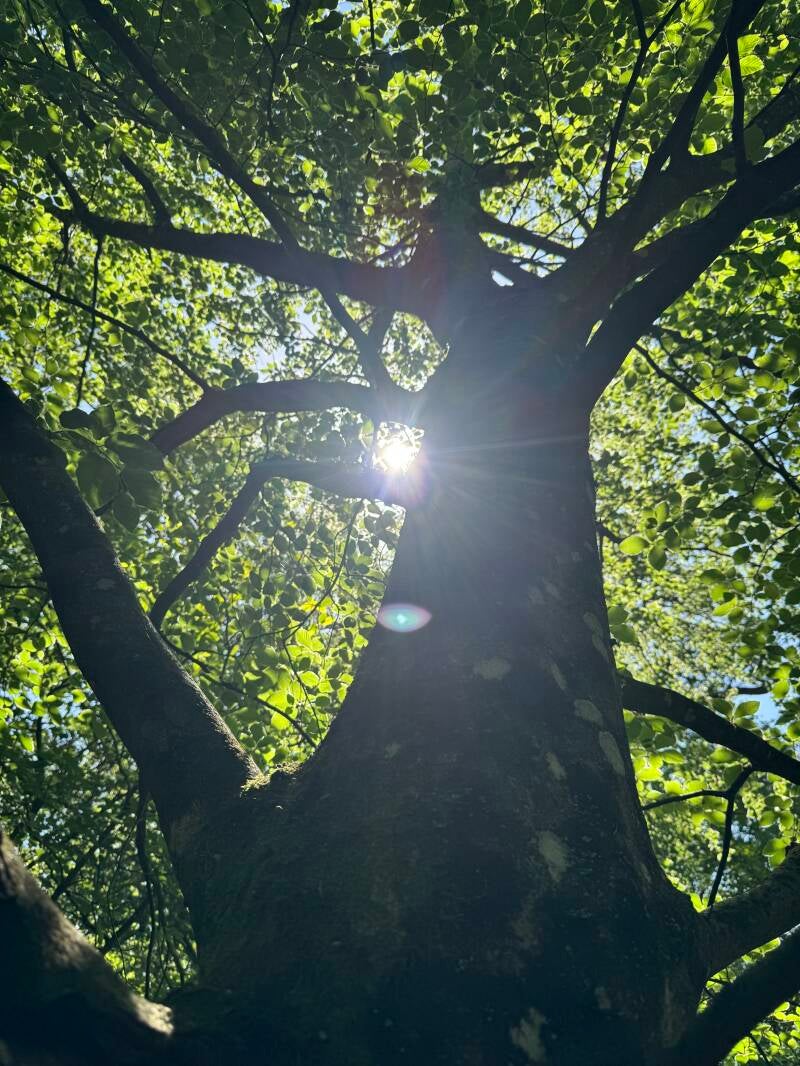 Forest Bathing at Micheldever Woods Wednesday 29th July 2026