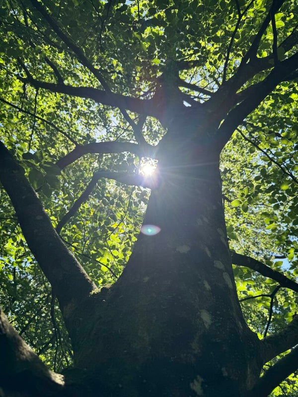 Forest Bathing with mindful photography at Micheldever Woods Friday 17th July 2026