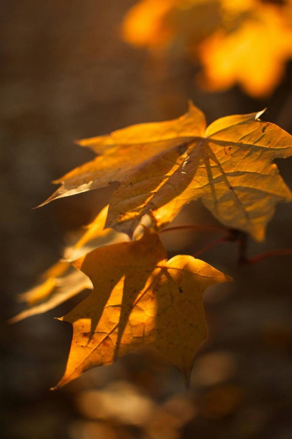 Mindful Photography at Basing Wood Friday 16th October 2026