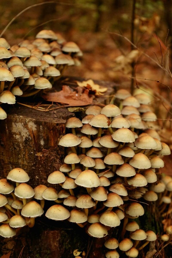 Lightwater Country Park Forest Bathing Saturday 28th November 2026