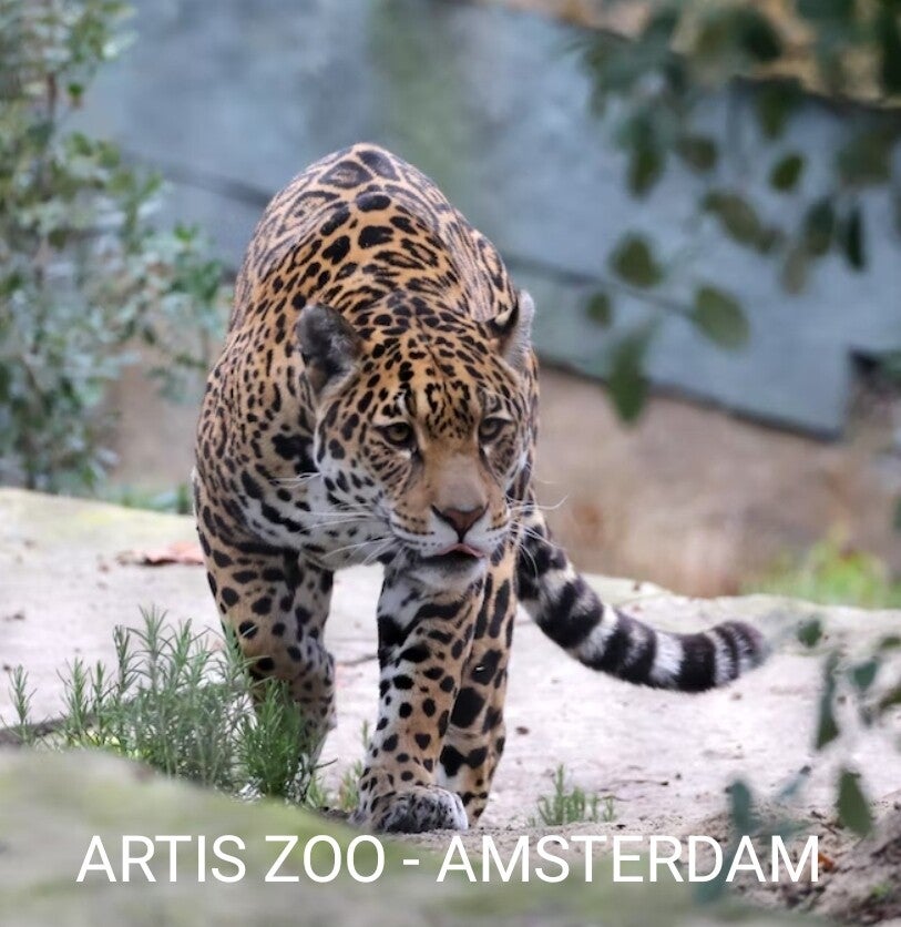 ARTIS ZOO