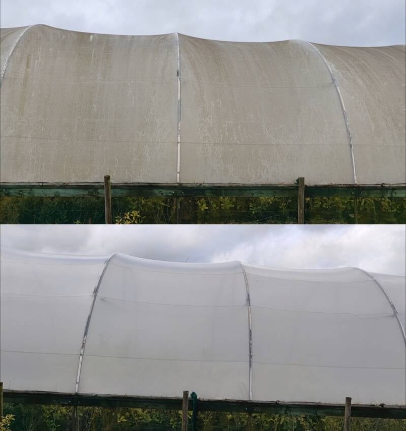 Greenhouse cleaning before and after