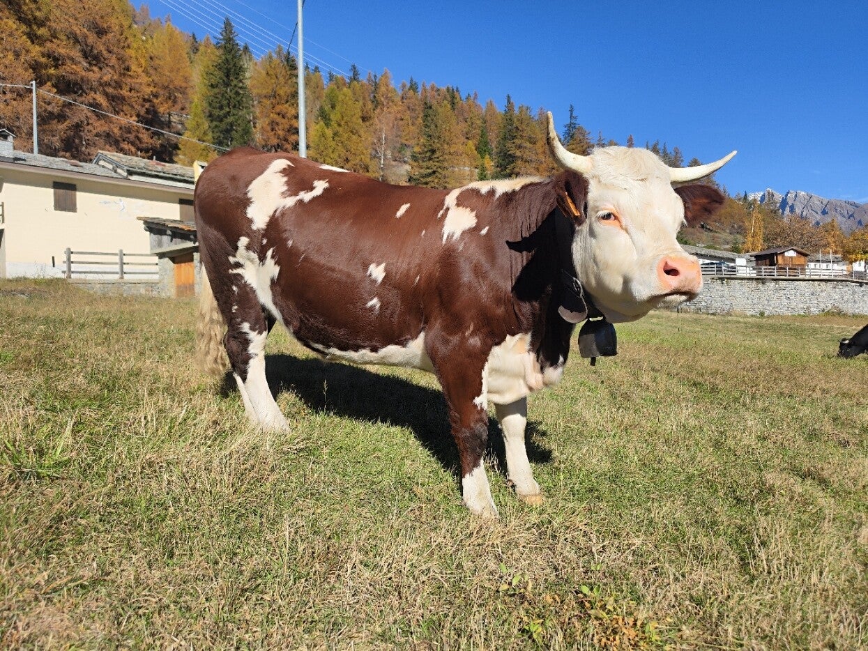 Una mucca valdostana al pascolo