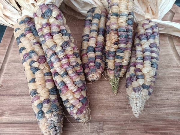 Maïs Doux Arc en Ciel Inca