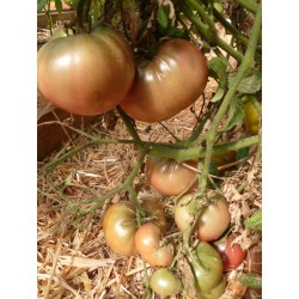 Tomate Ananas Noire