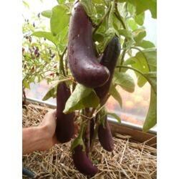 Aubergine de Barbentane