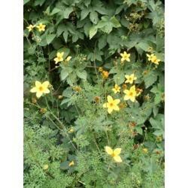 Bidens