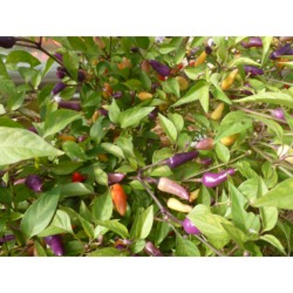 Piment Bolivian Rainbow