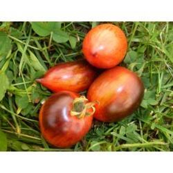 Tomate Dwarf Shadow Boxing Long