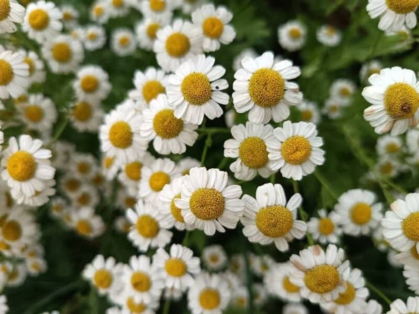 Camomille Allemande