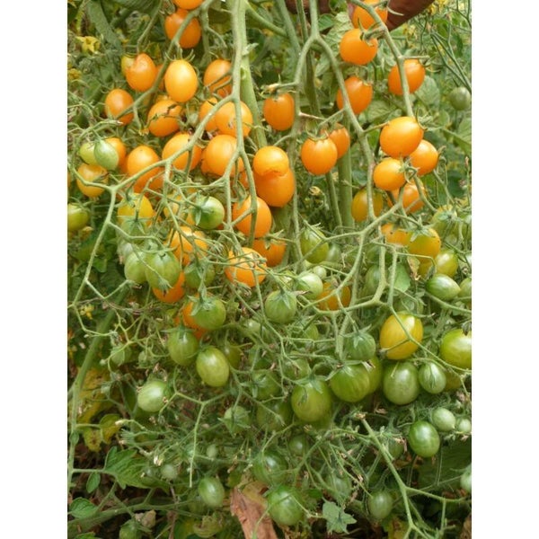 Tomate Cerise Clémentine