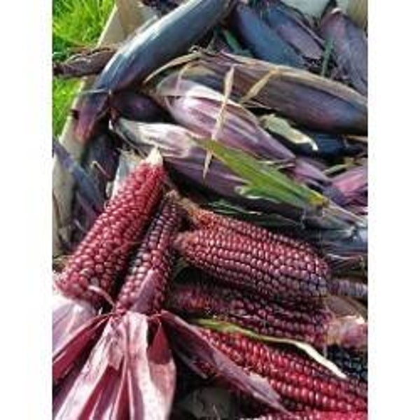 Maïs Doux Double Red