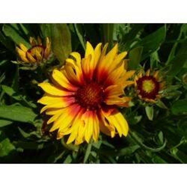 Gaillarde Naine