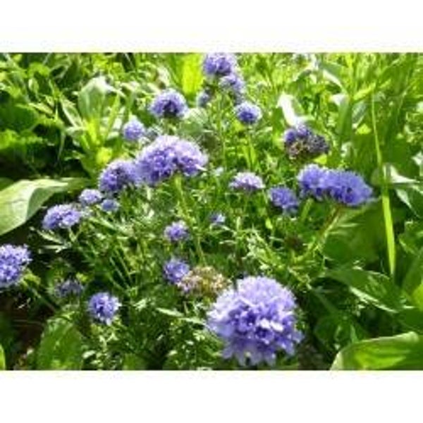 Gilia Capitata