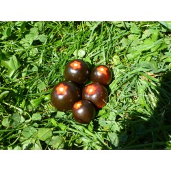 Tomate Cerise Helsing Junction Blues