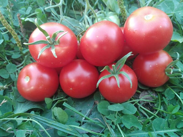 Tomate Stupice