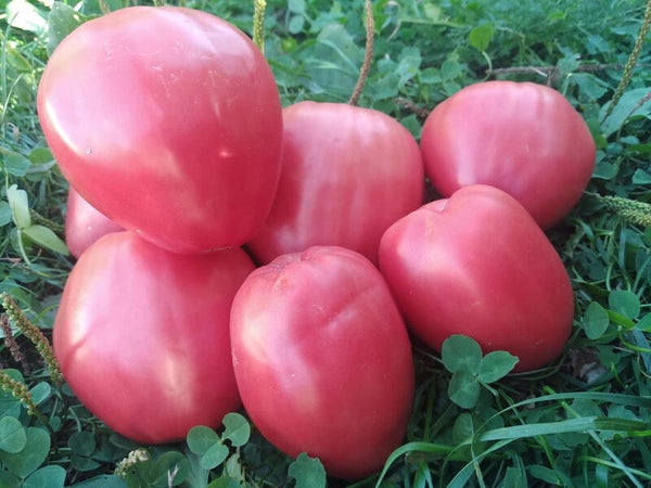 Tomate Coeur de Boeuf Reif Red
