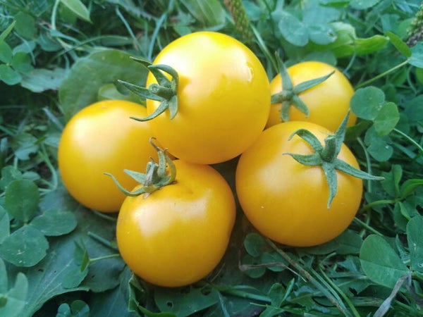 Tomate Mandarinka