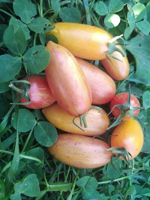 Tomate Blush